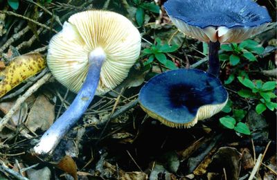 コンイロイッポンシメジ Entoloma cyanonigrum