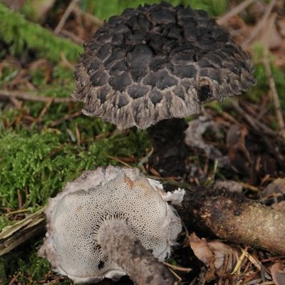 Le Bolet pomme de pin