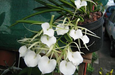 Brassavola nodosa