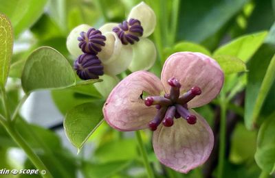 L'Akébia aux fleurs et fruits hors du commun !