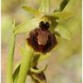 Ophrys occidentalis : Ophrys exaltata subsp. marzuola
