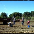 Chantier pommes de terre à la Tindière en septembre 2013