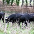 EUROPE : les éleveurs de Toros de combat ne seront pas privés de subventions