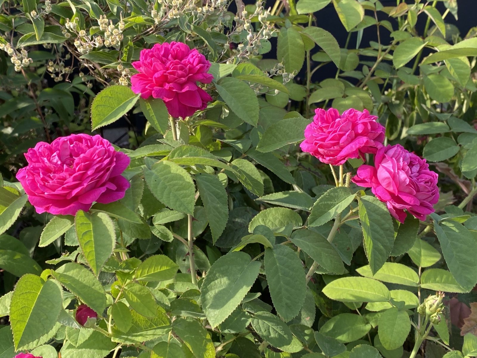 Rosier ‘Rose de Resht’