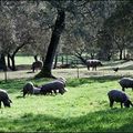 Production du Jambon Ibérique Pata Negra