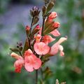 Salvia Grahamii (sauge)