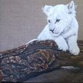 Lionceau Blanc
