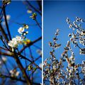 Faire "hanami" et puis, peut-être ensuite, partir à Rome