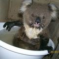 image d'un koala qui demande l'aide