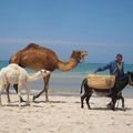 Djerba (Tunisie)