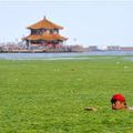 En Chine, la mer Jaune devient la "mer verte"