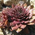 Sempervivum 'Jeanne d'Arc'