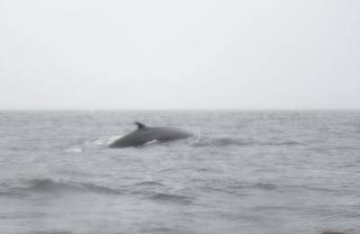 Tadoussac et les baleines