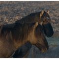 Chevaux dans le Marais