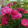 DES FLEURS & ENCORE DES FLEURS !