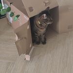 =^:^= Mamounette et ses aiguilles =^:^=