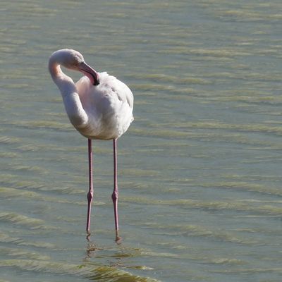 FLAMANTS ROSES EN CAMARGUE