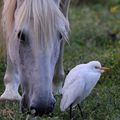 Petite Camargue (4)