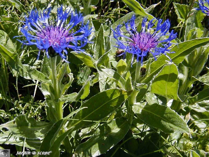 Centaurea montana