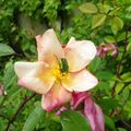 Cétoine doré sur rosa mutabilis. 