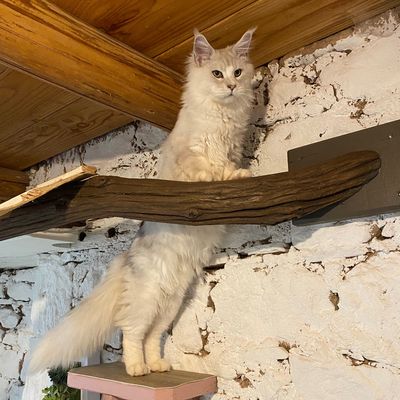 la pension féline est ouverte