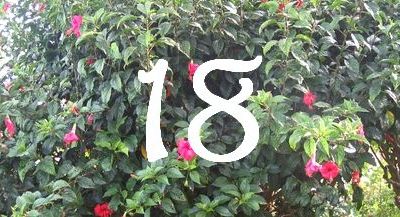 Hibiscus, frais ou séché ?