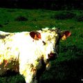 VACHEMENT BROUTARD ...