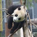 Chine - Chengdu & Bifengxia avec les pandas dans la région du Sichuan