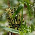 Machaon