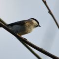  Comptage Oiseaux des Jardins