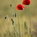 Coquelicots