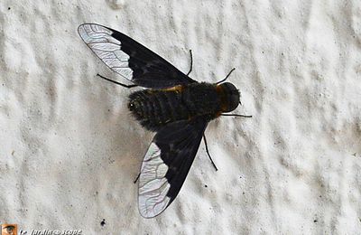 Une mouche à toison aux ailes à moitié noires...!