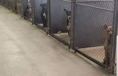 N'achetez pas. Adoptez.