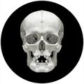 Photographs by David Orr explore skulls and symmetry