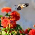 Sphinx colibri ou moro sphinx