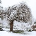 Le jardin sous la neige