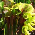 Sarracenia : les bases de culture