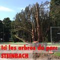 Sauvons le parc Georges STEINBACH de #mulhouse rencontre dimanche 9 juin à 14H00