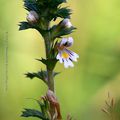 Casse-lunettes * Eyebright