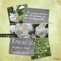 les roses blanches et parfumées du jardin du curé de Cucugnan