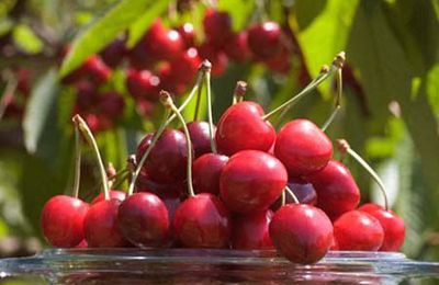 Le temps des cerises