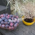 Gâteau aux quetsches du jardin et bonne fête de l'Assomption 