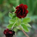 Potentilla 'Volcan'