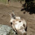 un kangourou qui se gratouille le bidou!