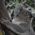 AUSTRALIE - Encore de nouvelles aires protégées pour les Koalas
