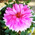 Mes fleurs du dimanche