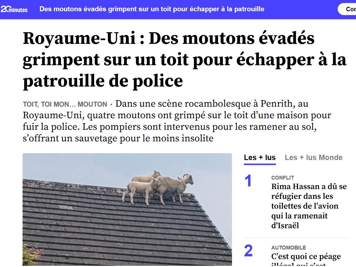 Moutons perchés