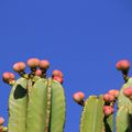 Fleurs de cactus