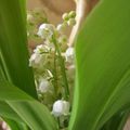 Premier muguet....