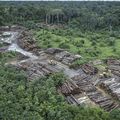 Déforestation ! Vous avez encore dit déforestation ! C’est sans fin, et surtout partout !